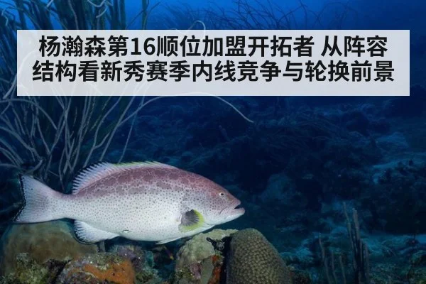 杨瀚森第16顺位加盟开拓者 从阵容结构看新秀赛季内线竞争与轮换前景
